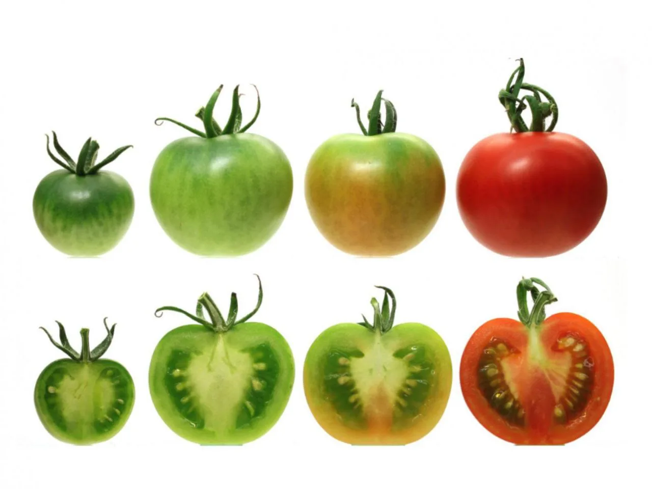🍅Три способа ускорения дозревания томатов