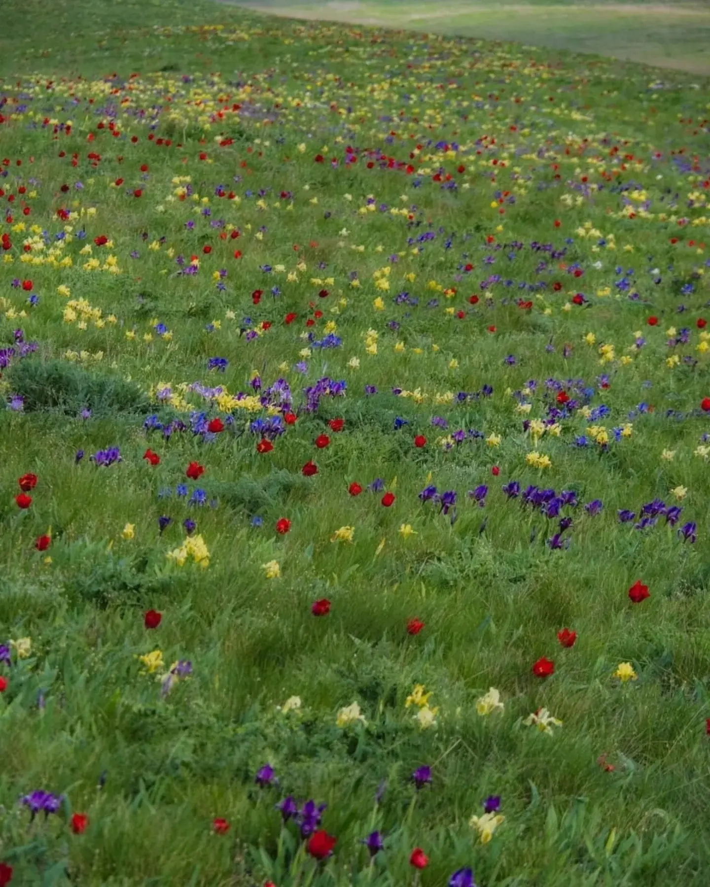🌷Настало то мимолётное мгновение, когда в довольно суровой для всего живого Донской степи начинается