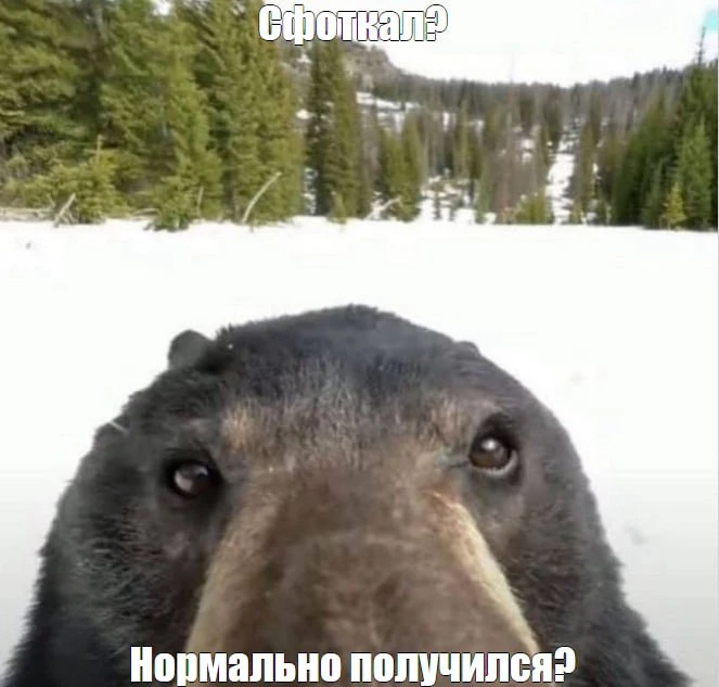 🐻Новокузнечанам пригрозили крупными штрафами за фотографии и сообщения о медведях