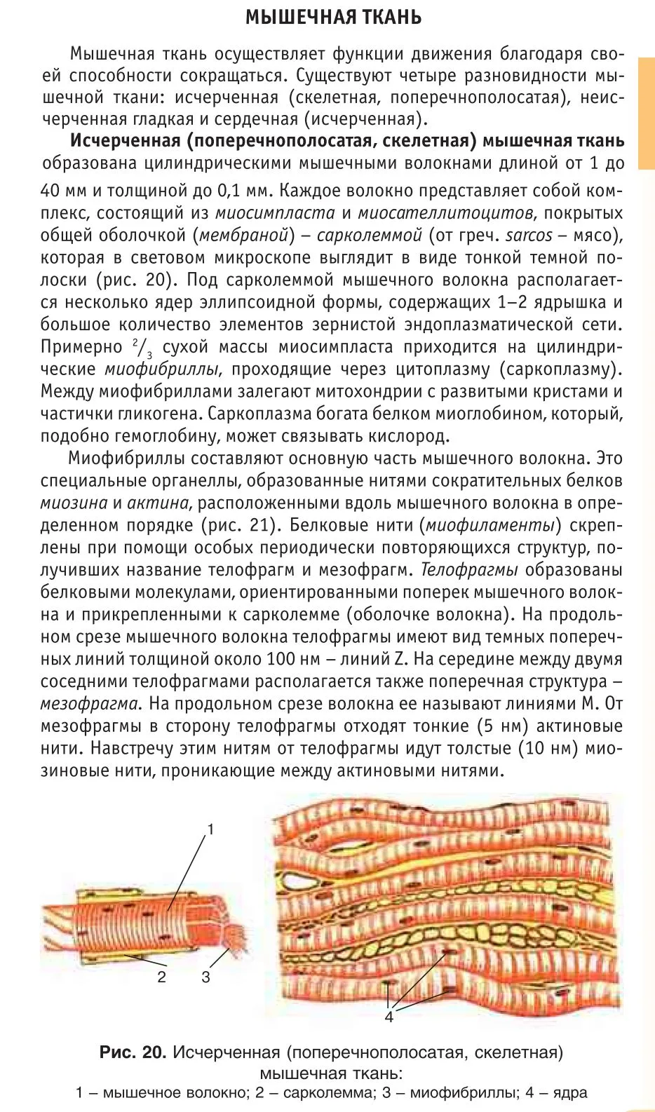 Мышечная ткань