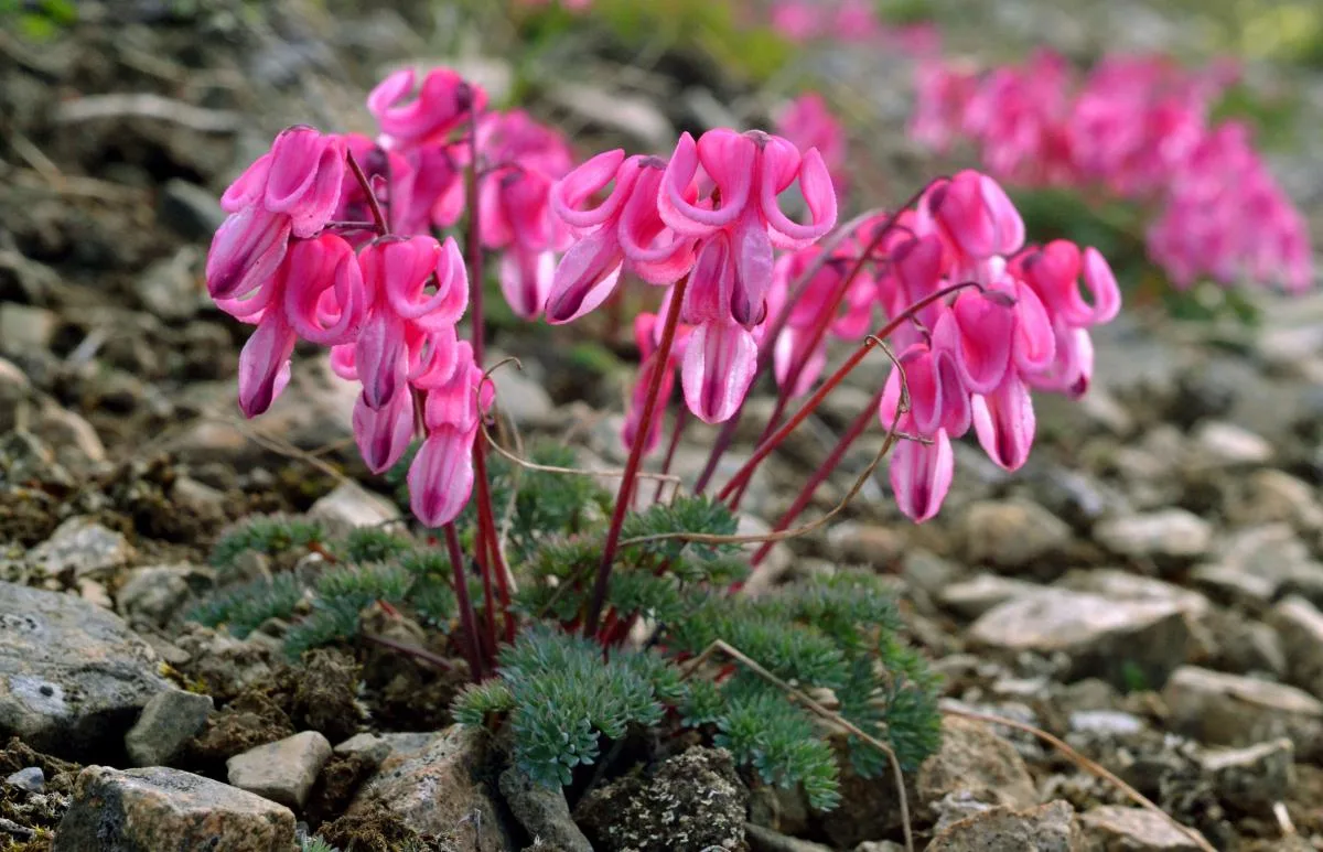 Дицентра бродяжная (Dicentra peregrina, также известная как дицентра иноземная) — это р...