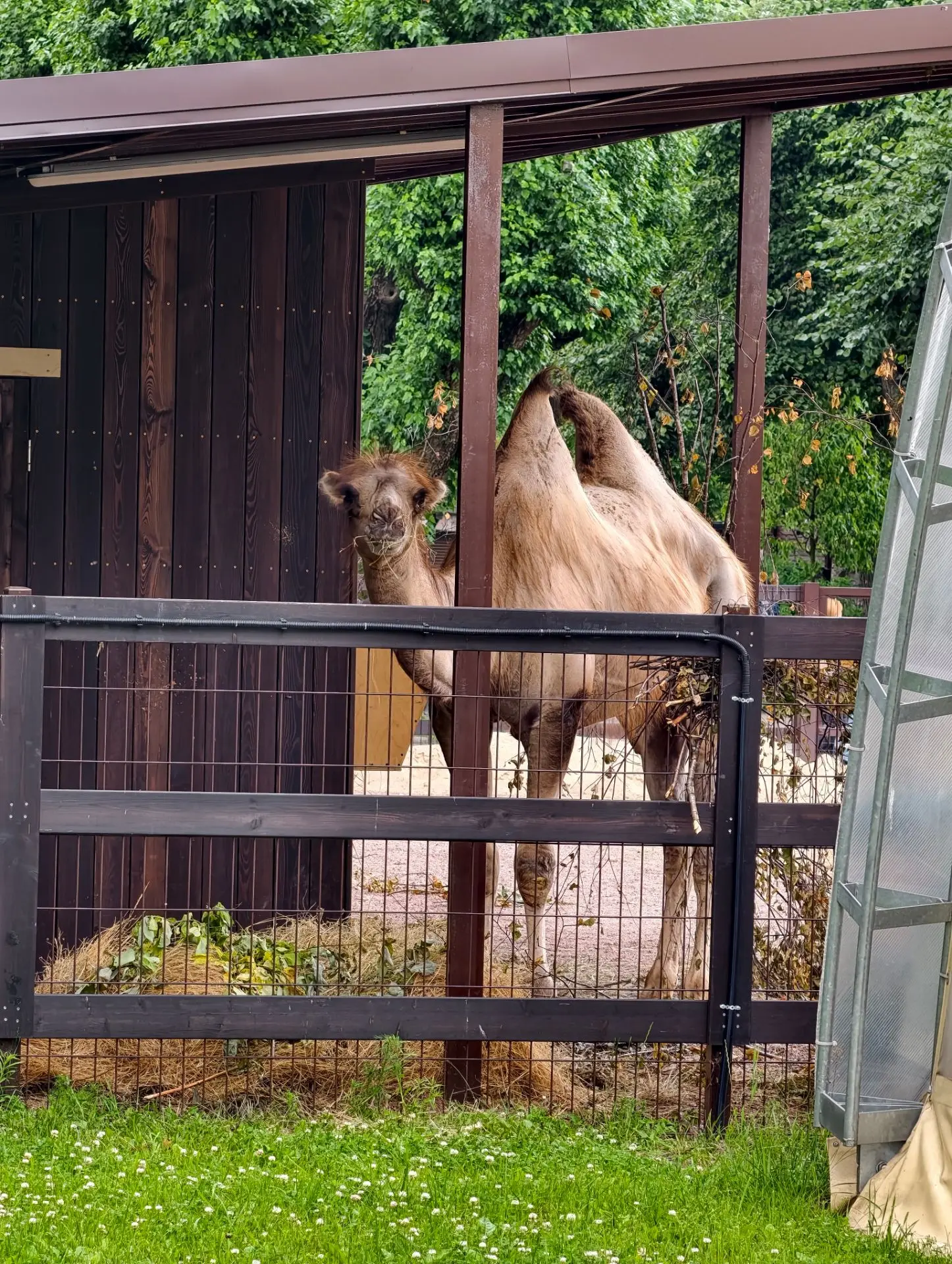 Новые жители зоопарка - пара верблюдов🐫🐫 Поселились там, где раньше жили альпаки - на...