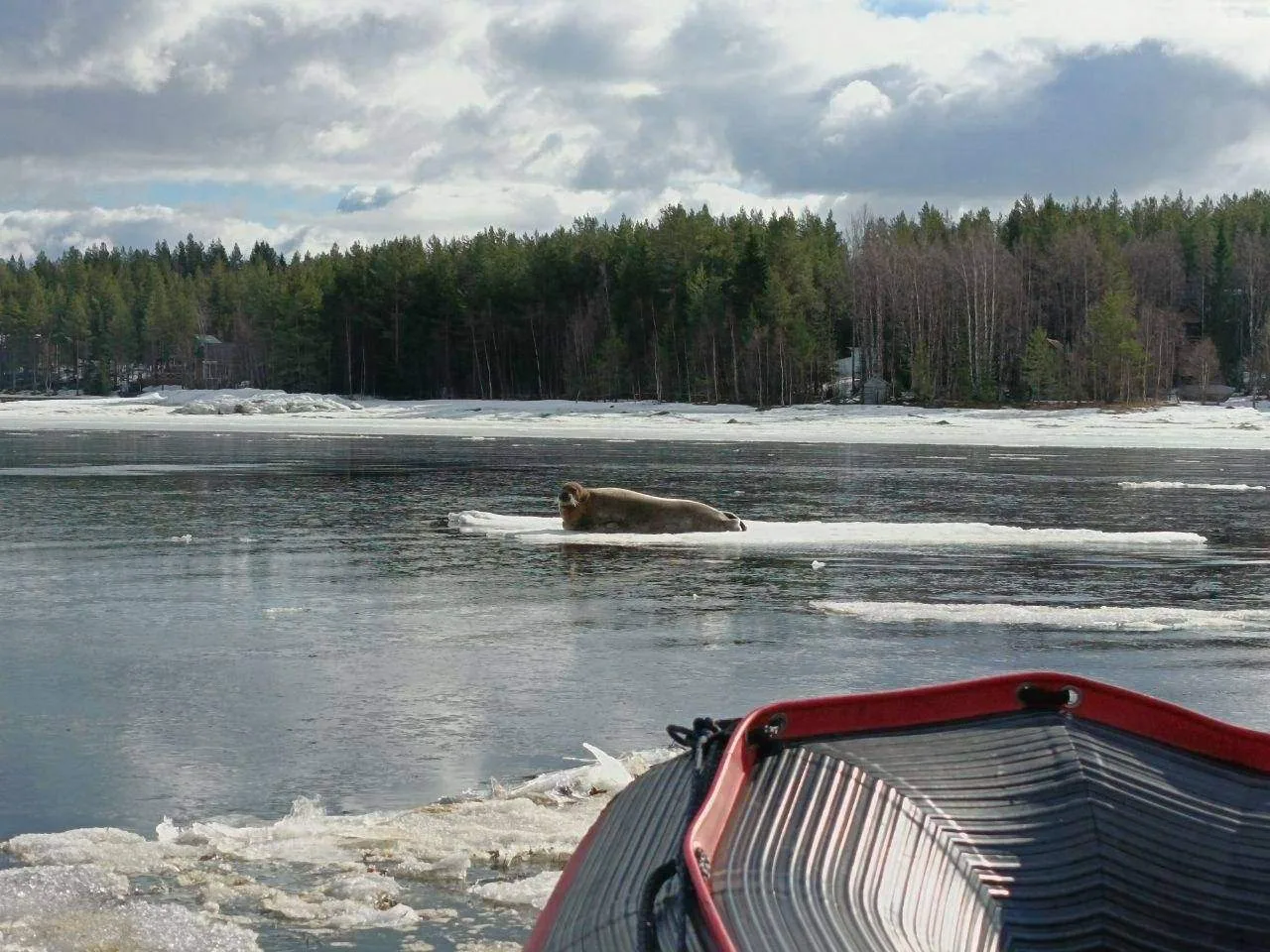 Сидишь на берегу Белого моря, в «Полярном круге». Тишина, только вода плещется. И вдруг — мимо пропл
