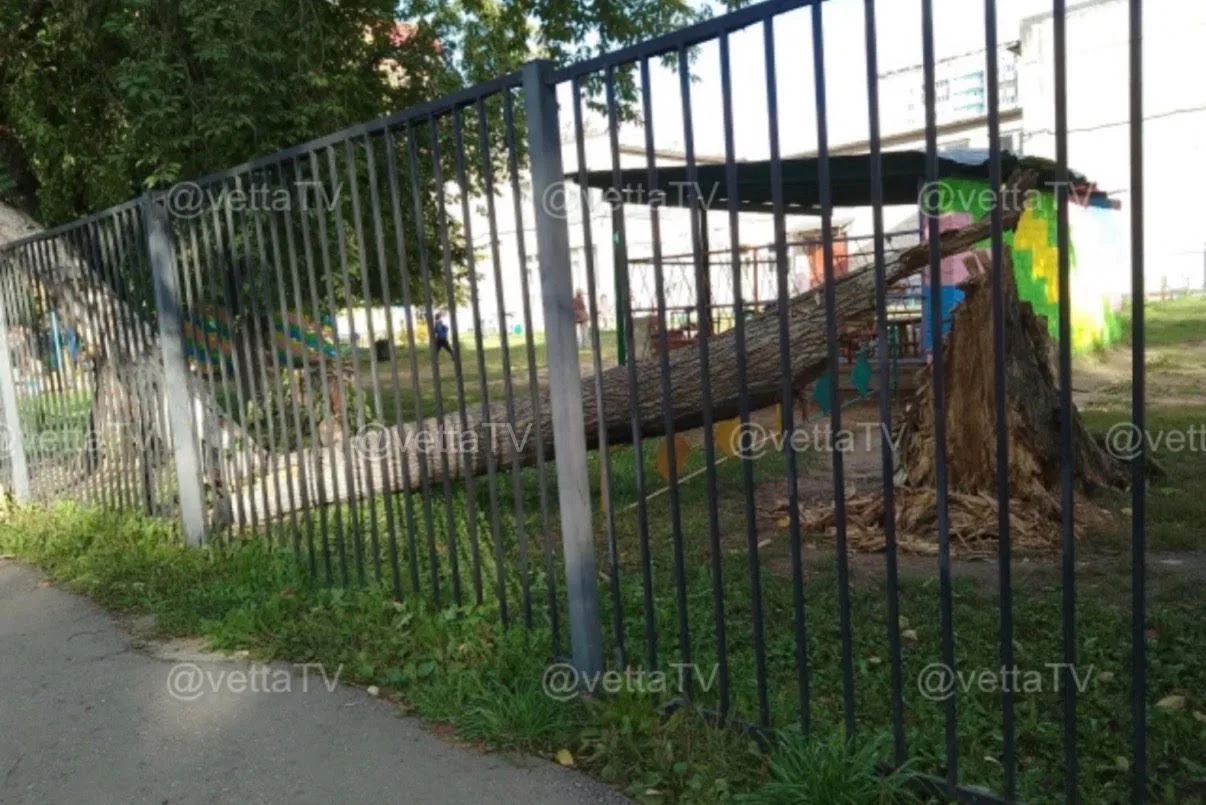 Дерево упало на территории детского сада на Автозаводской, 42