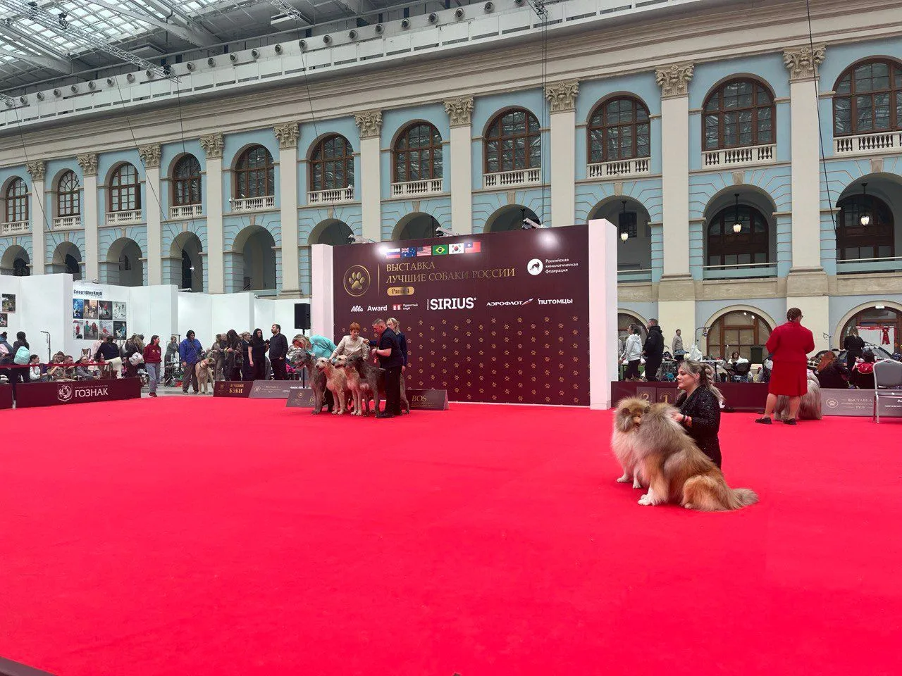 В центре столицы, в Гостином дворе, прошло уникальное мероприятие, выставка "Лучшие собаки и кошки Р