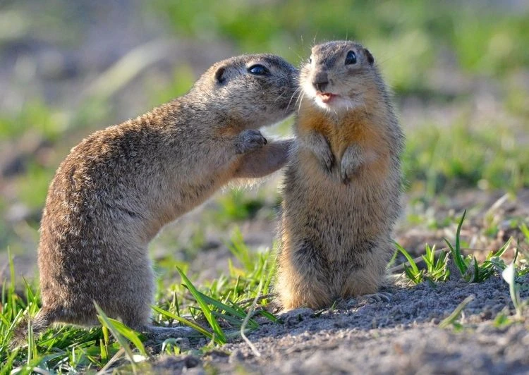 🐾 Крапчатые суслики возвращаются на Брянщину
