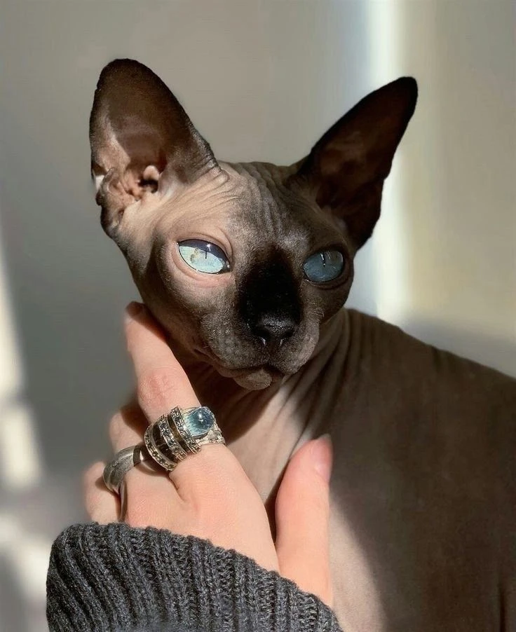 🐱🐾Сфинкс🐾🐱