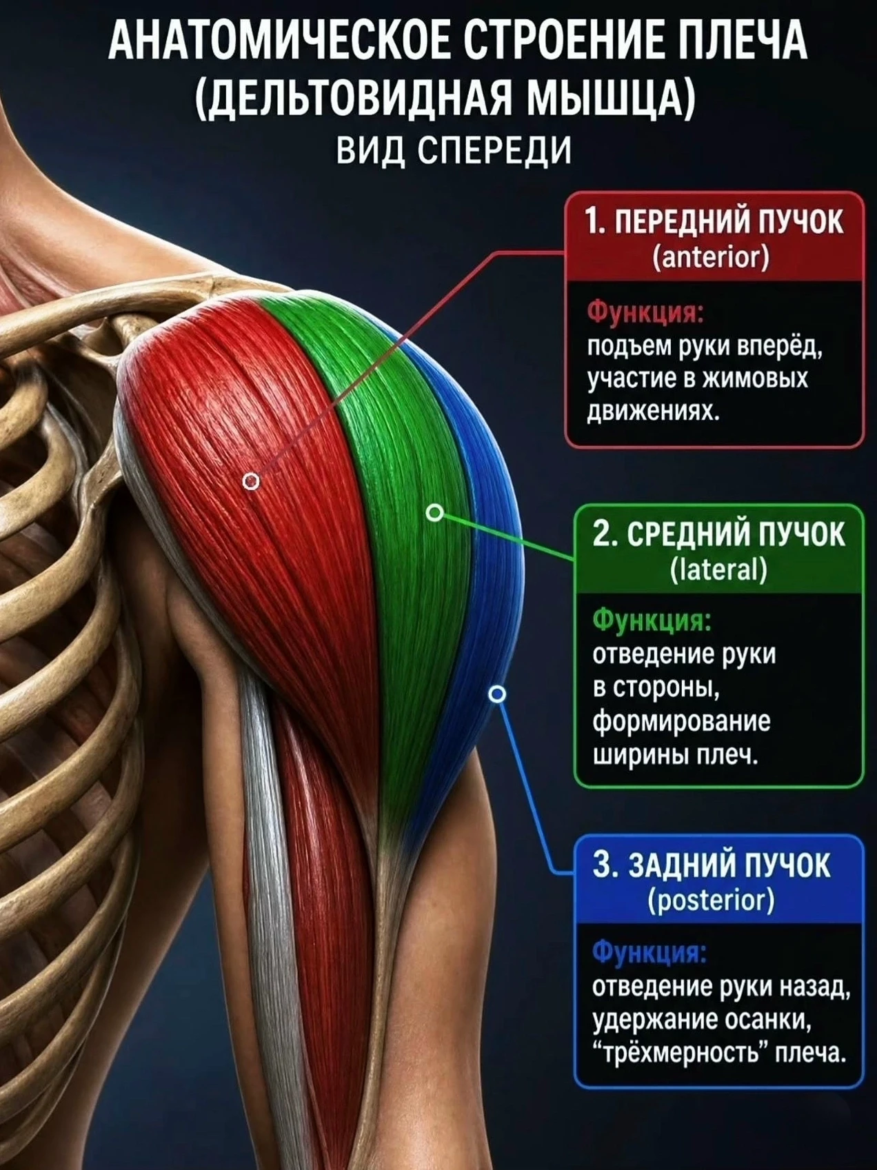 Анатомия плеч. Как построить 3D дельты 💪💀