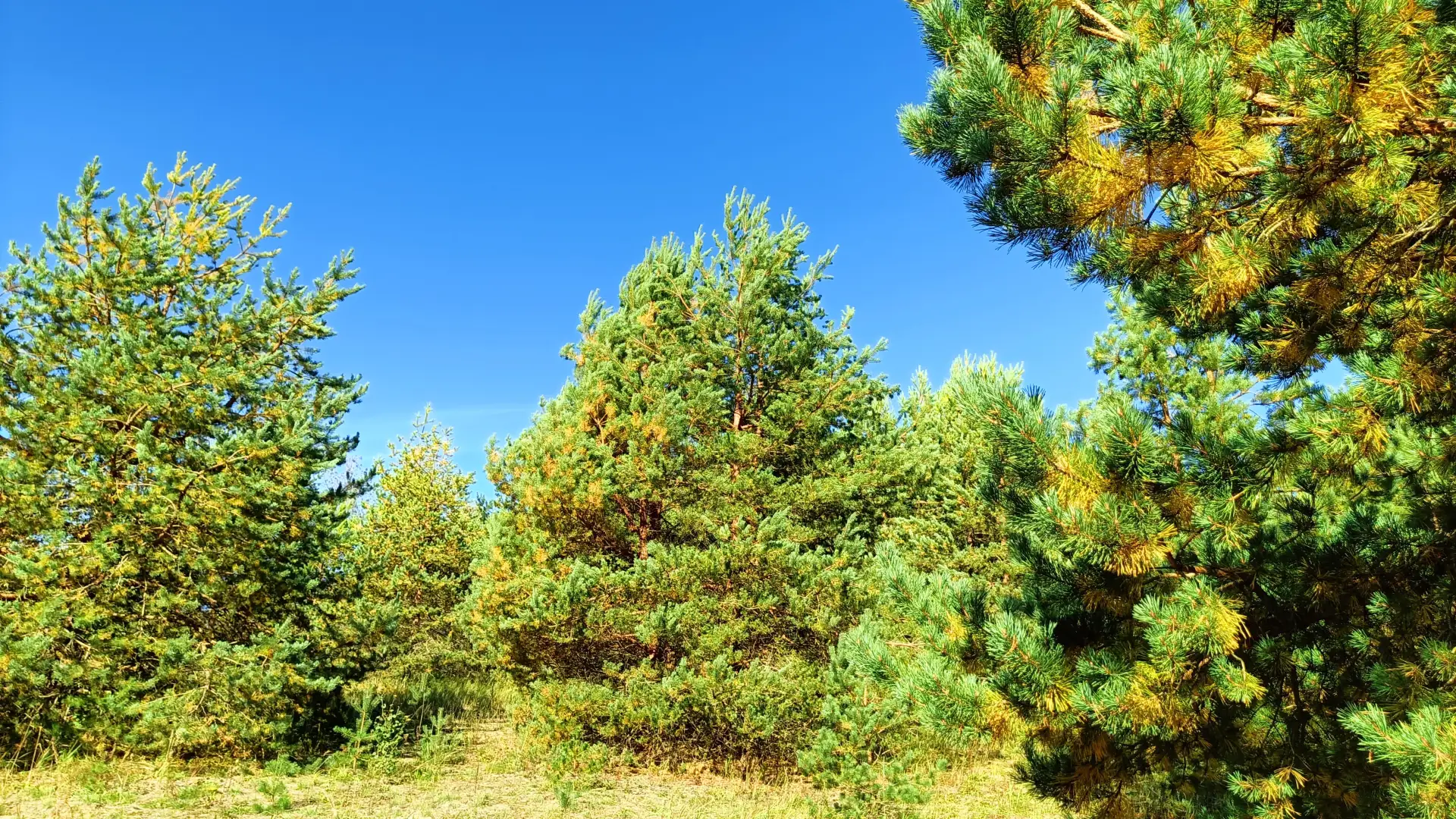 🌲Сосна — настолько привычное для нас дерево, что мы часто перестаём его замечать. Она ...