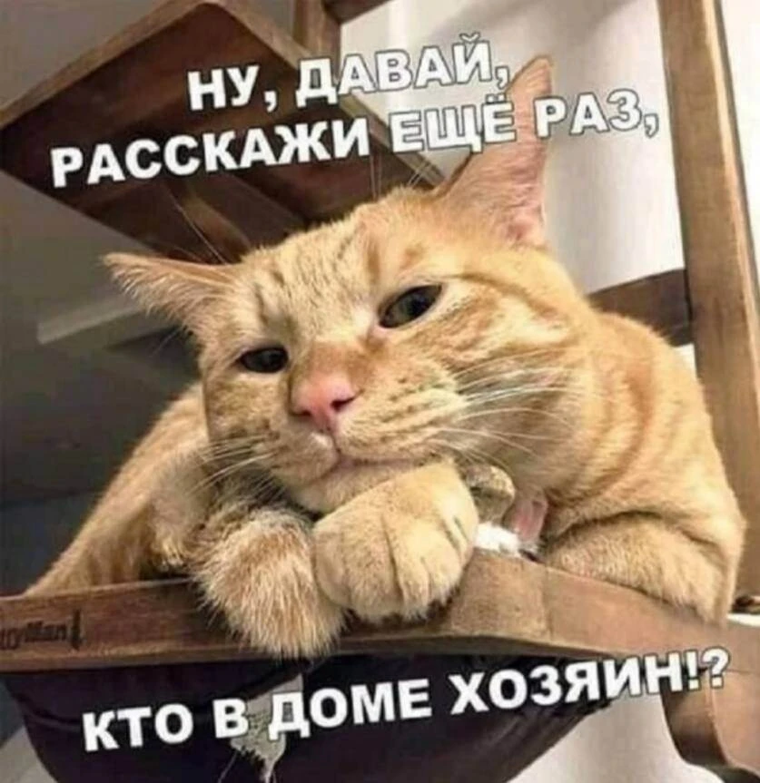 16% россиян тратят на своих питомцев больше, чем на себя