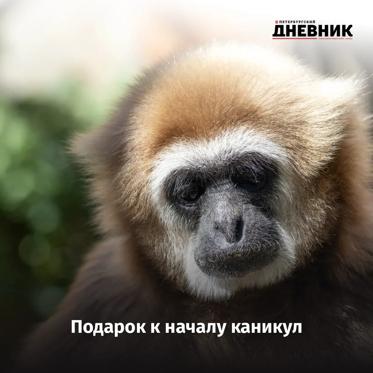 🐵 1 июня вход в Ленинградский зоопарк станет бесплатным