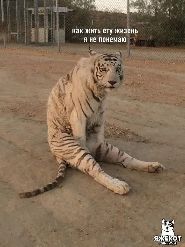 🐾 ЯЖЕКОТ