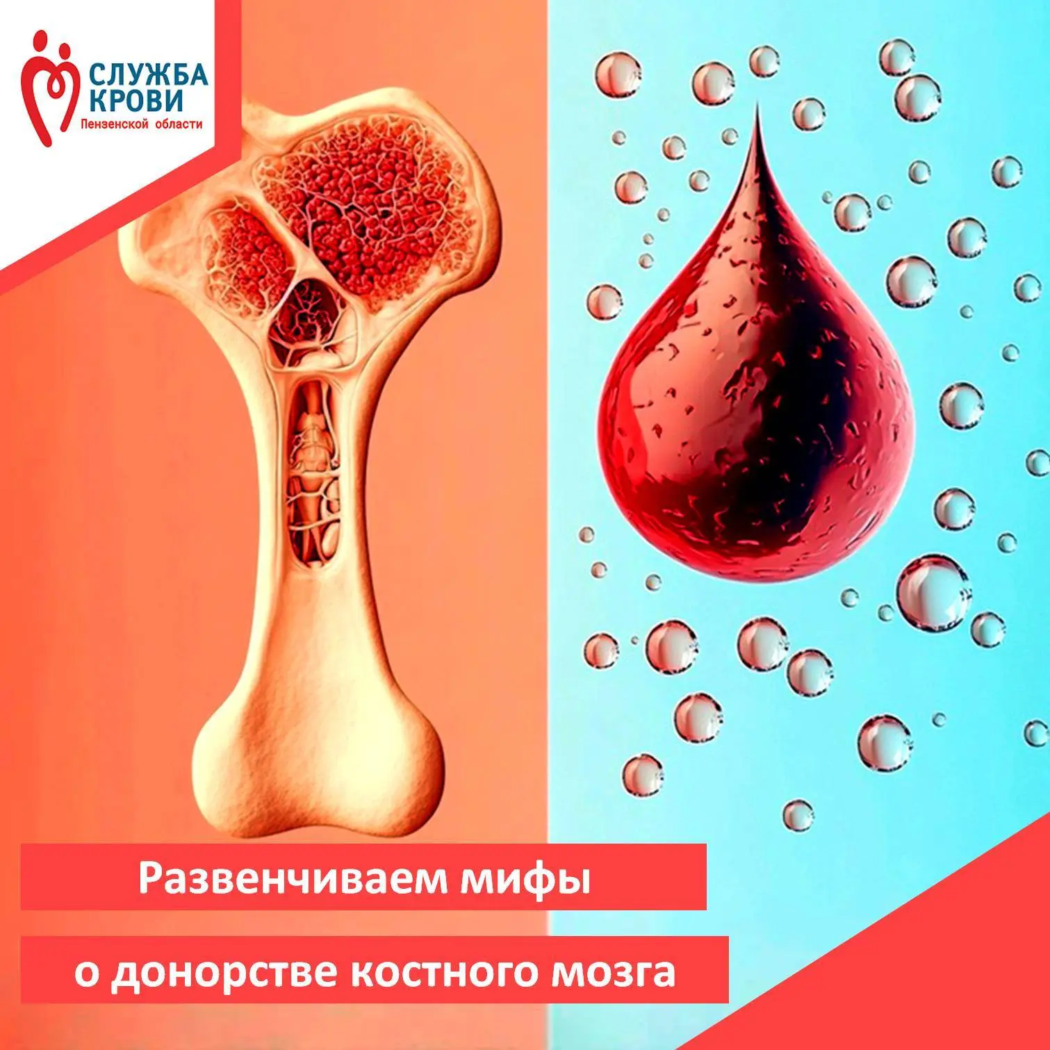 🤯 Костный и спинной мозг: похожи только названием