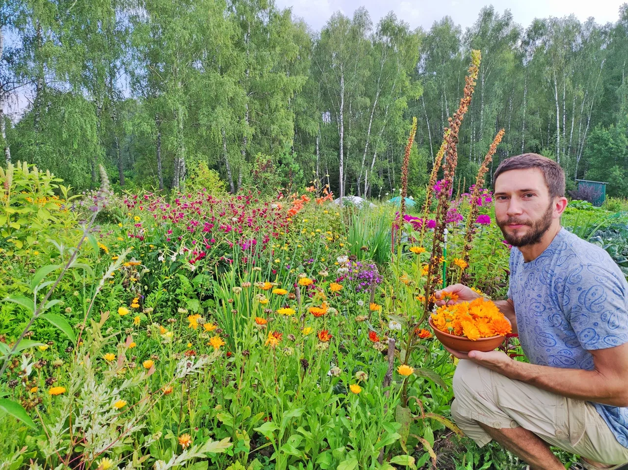 8 рецептов с Календулой - язва, слабое зрение, варикоз, купероз, климакс  🌼 Календула лекарственная 