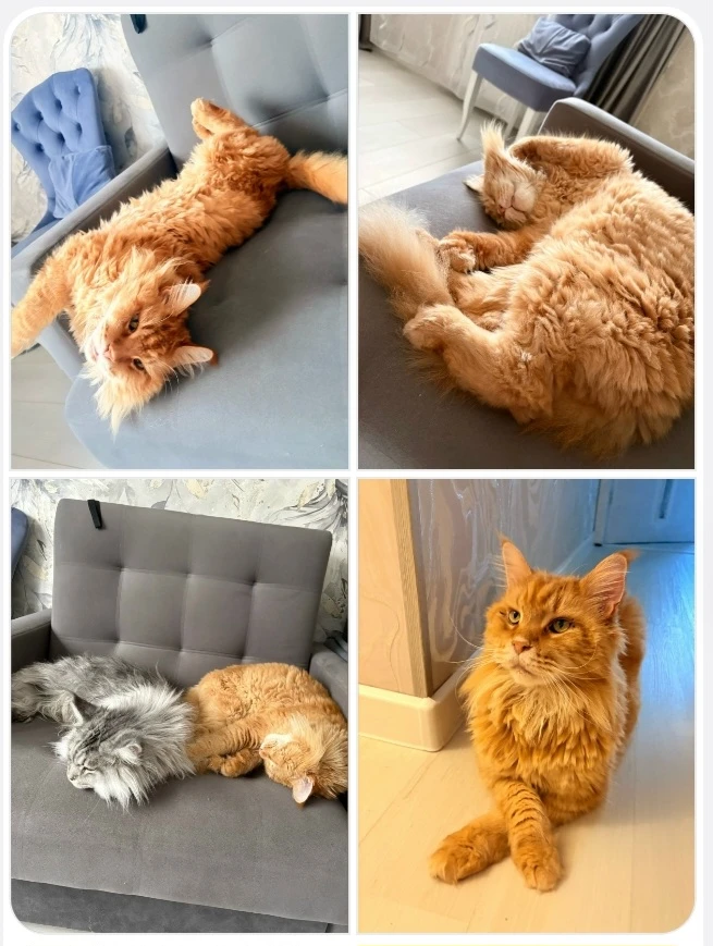Фото-привет из дома от Лёвушки🧡