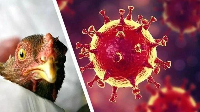 🐔 Вниманию жителей Курского района!