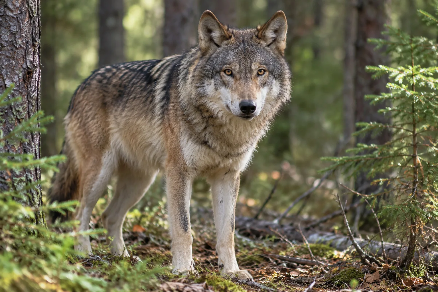 🐺 В Тюмени волки все меньше боятся людей