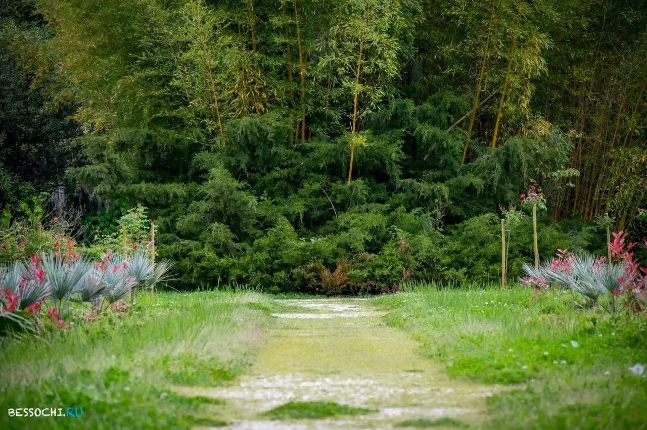🌳 Парк культуры и отдыха «Южные Культуры», Сириус
Краснодарский край

📌 Парк включает несколько ал