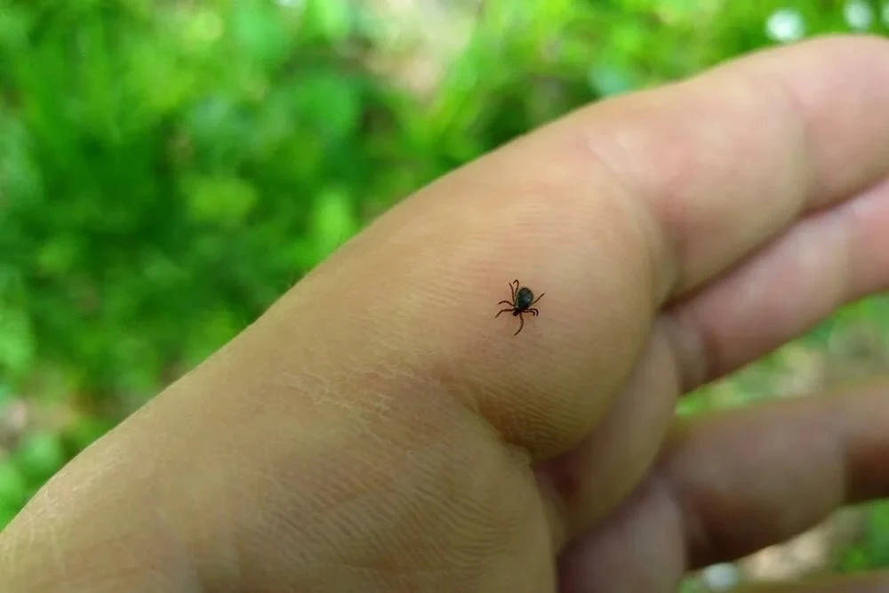 ⚠️🕷 Почти каждый второй — с инфекцией: Роспотребнадзор Приморья обнародовал тревожные ...