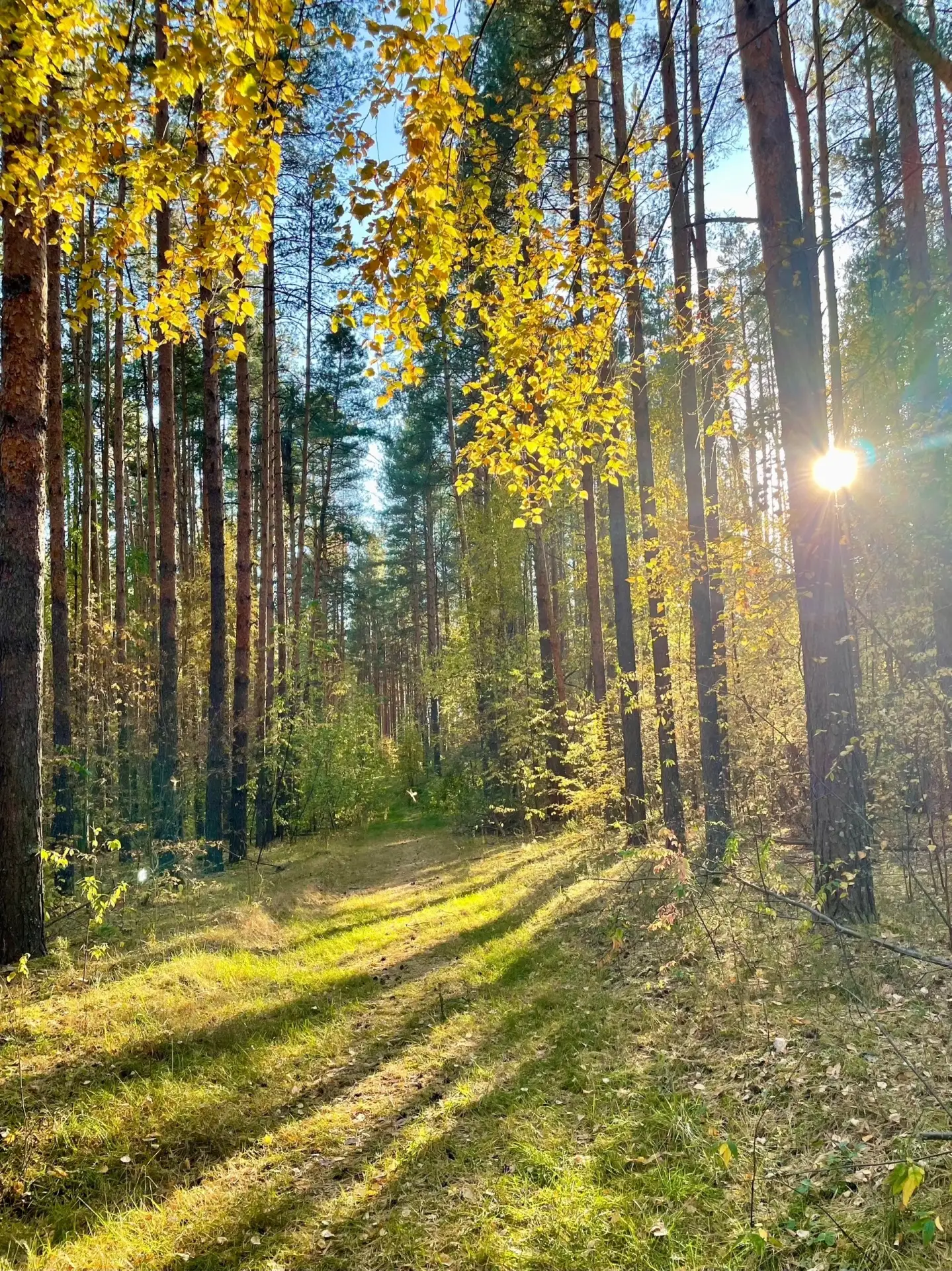 Осенний день в лесу — прохлада и покой.