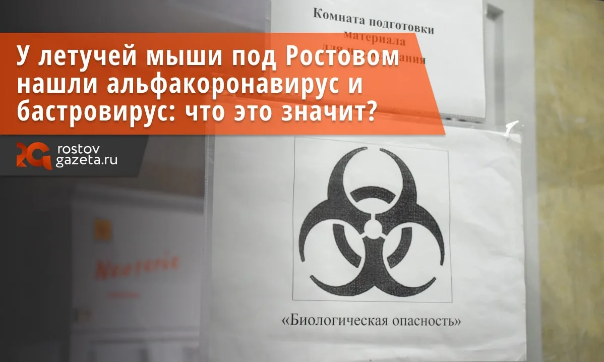 У летучей мыши в Ростовской области нашли одновременно альфакоронавирус и бастровирус —...