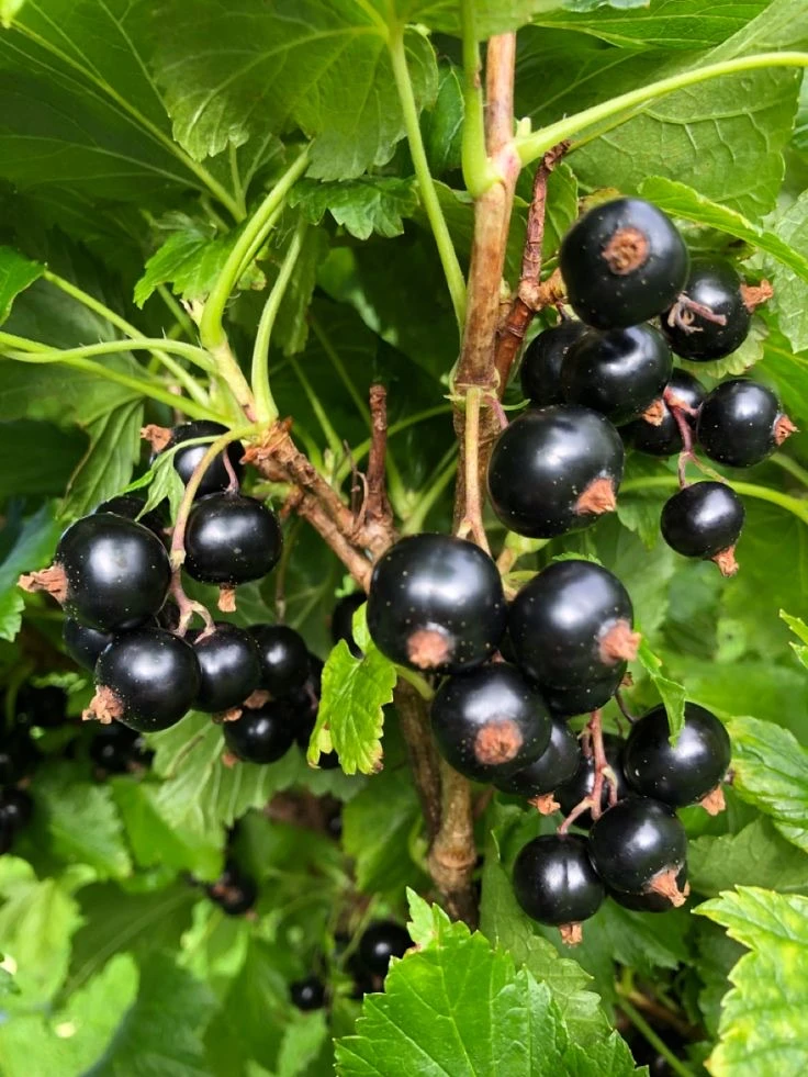 Какие растения нельзя сажать рядом со смородиной  и почему это важно 🌱