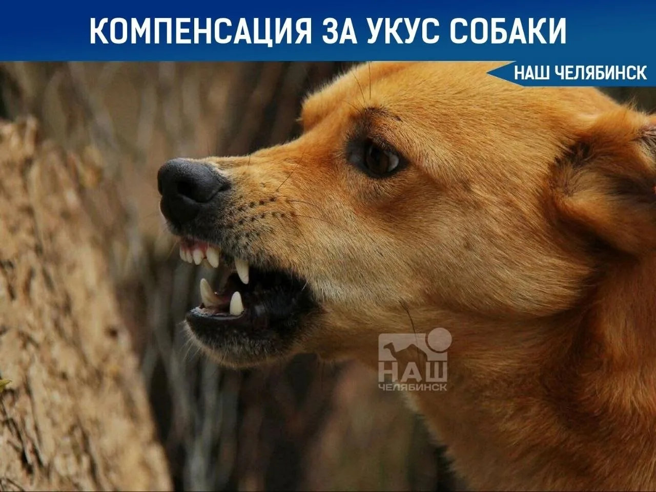 Администрация Челябинска выплатит 50 тысяч рублей 13-летней девочке, на которую напала ...