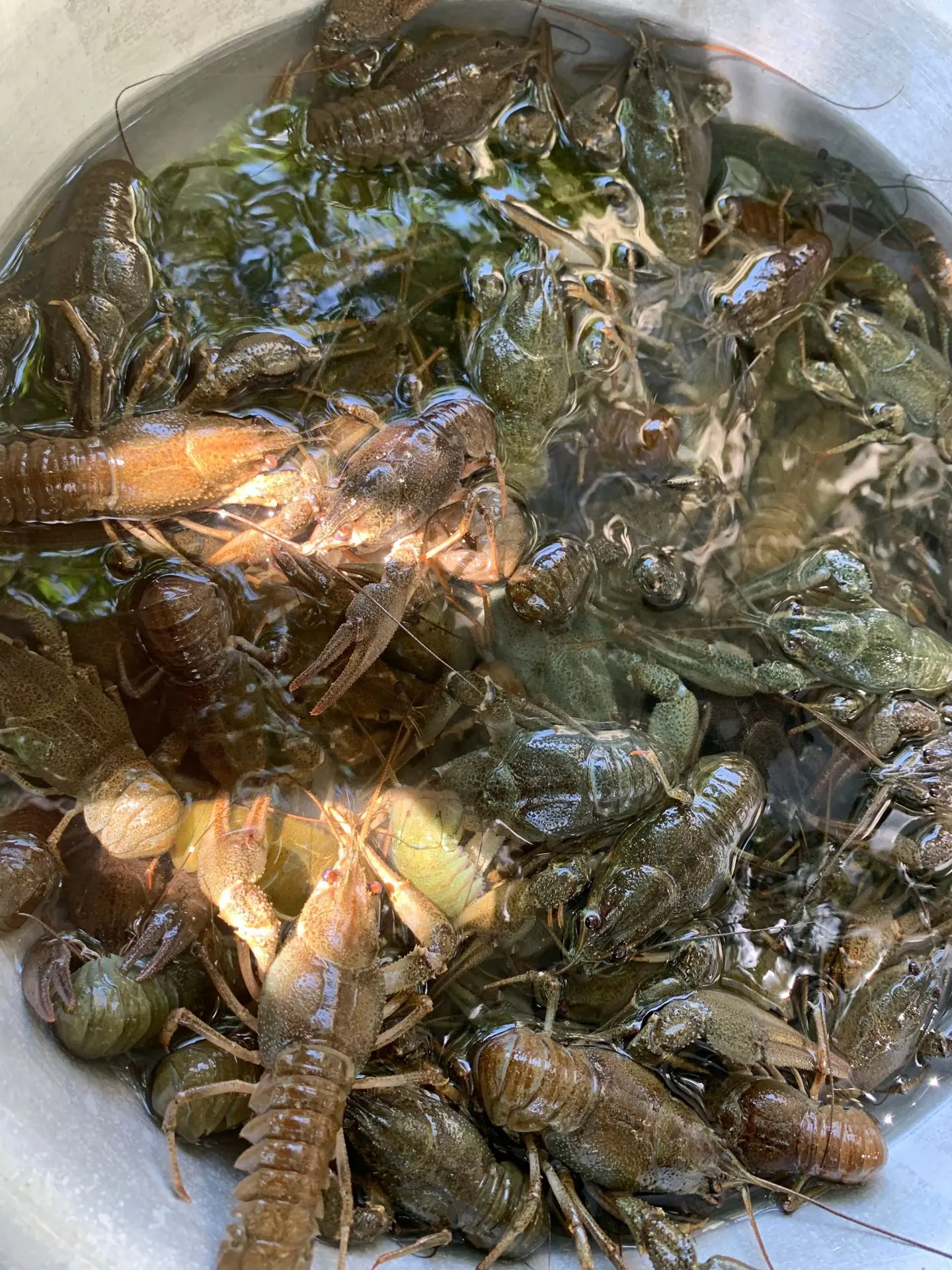 В продаже свежие раки 🦞