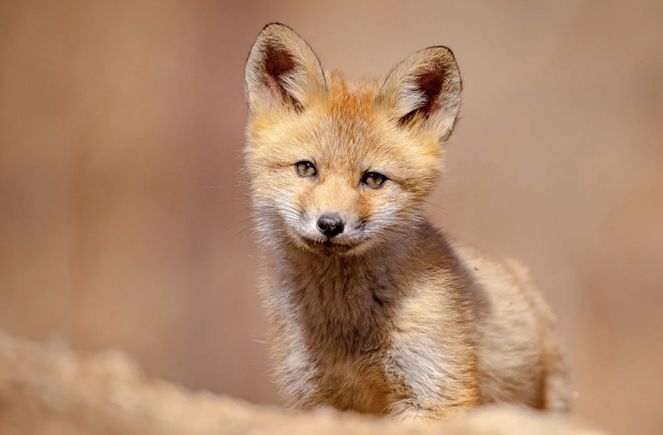 🦊Во Владивостоке на Русском острове удалось запечатлеть лисье семейство  На острове Русский начала в