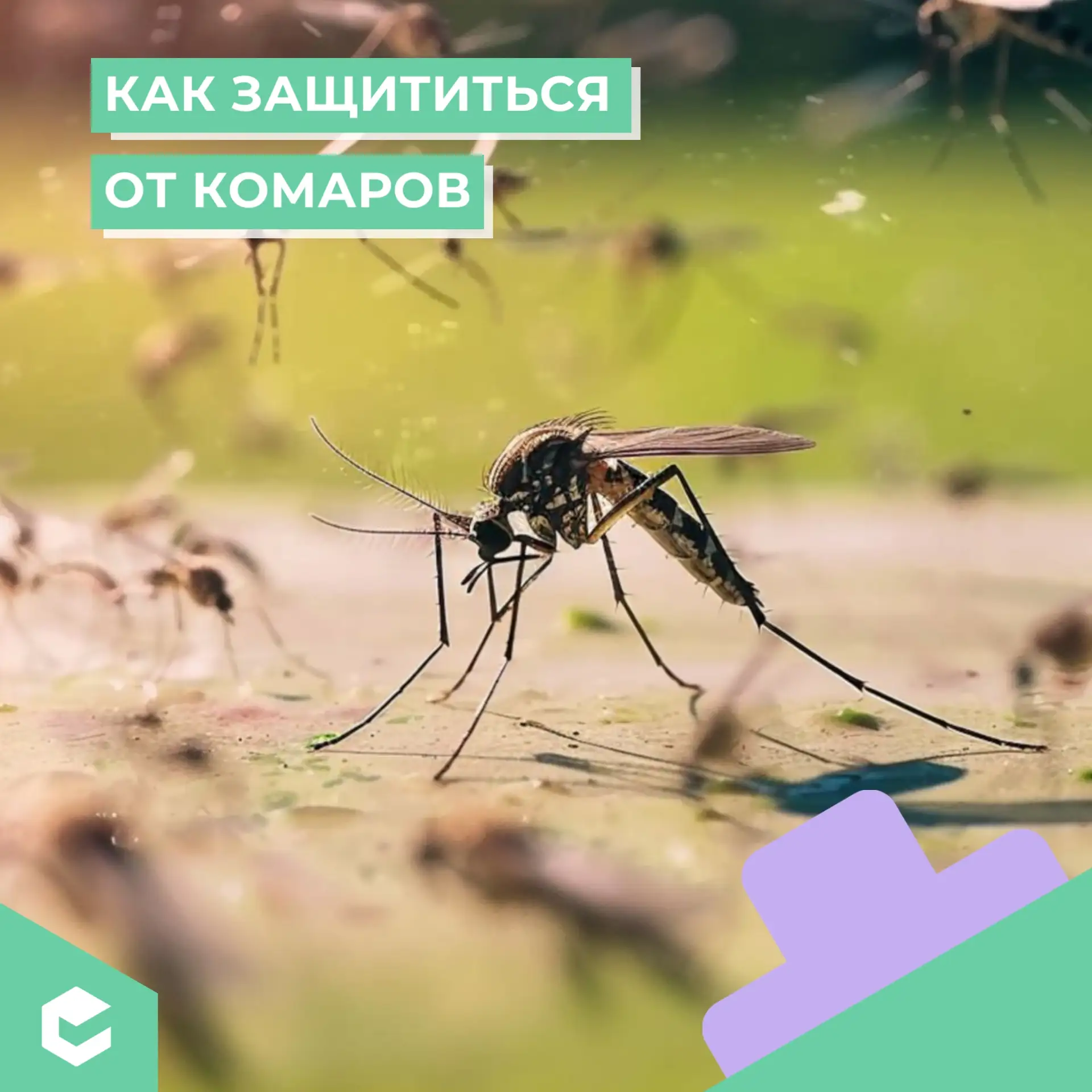 С приходом тепла активизируются комары. Их укусы могут быть болезненными и вызывать аллергию. Защити