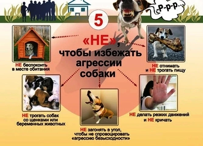📢 10 июля - Единый день безопасности: Осторожно, злая собака! 🐶

 Уважаемые родители! 
В целях обе