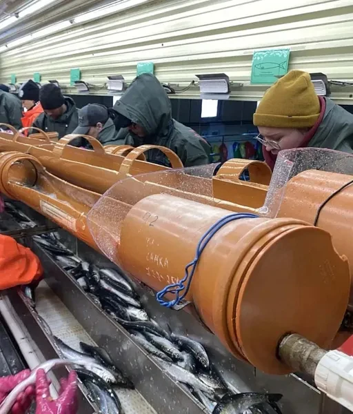 Хабаровская рыбопромышленная компания запускает оптимизацию