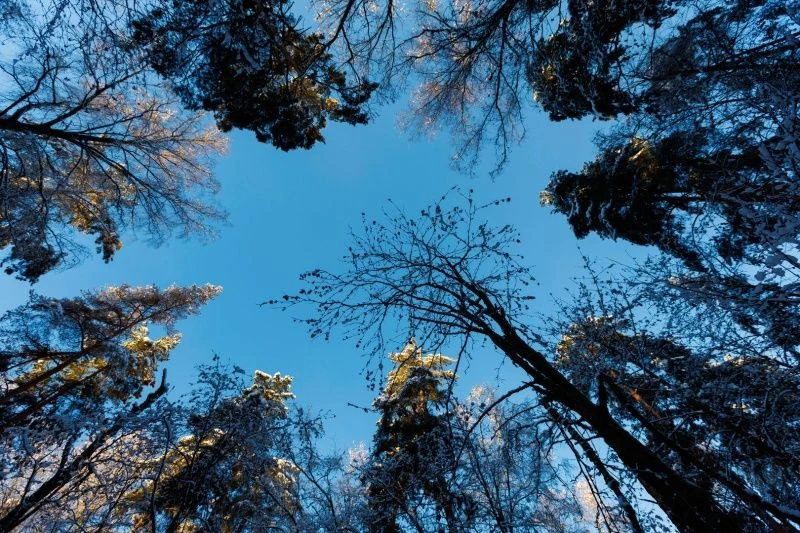 🌳 В Воскресенске пройдёт экологическая акция «Чистый лес»  В 2026 году продолжается проведение эколо