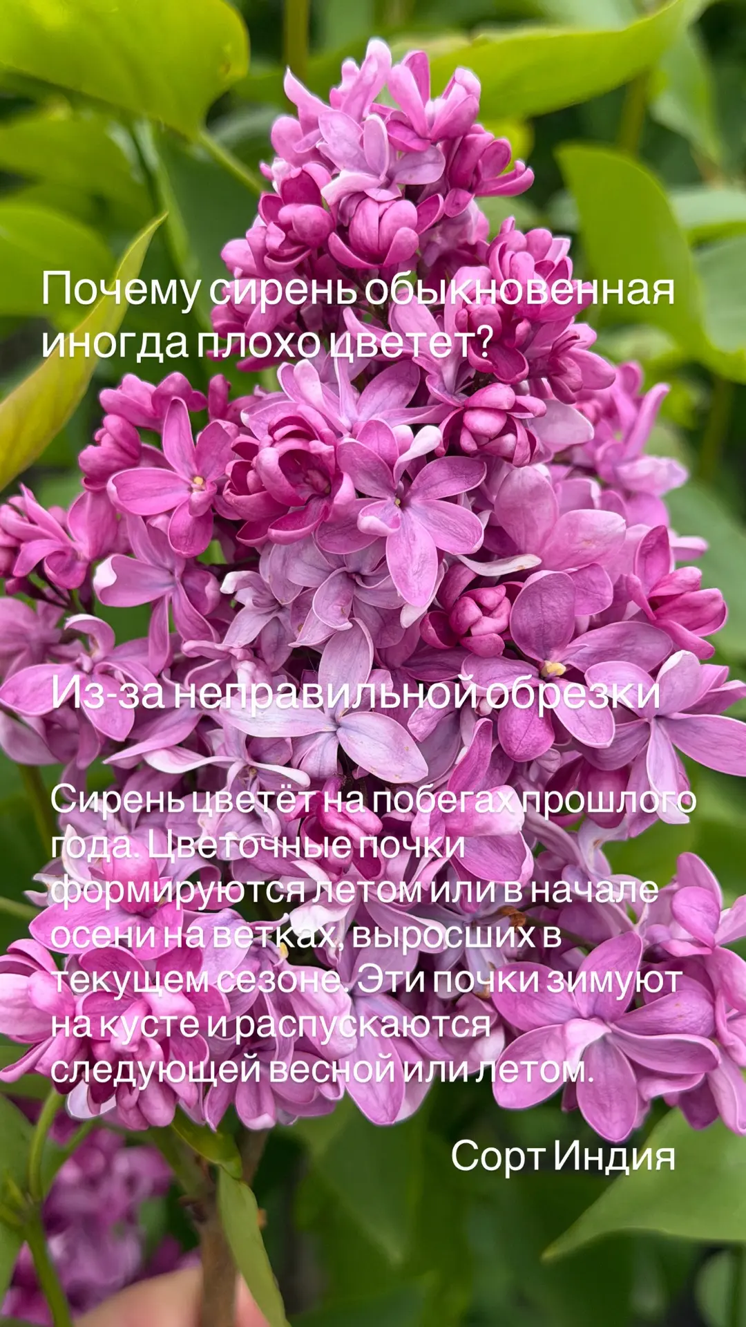 Еще немного секретов сирени💜