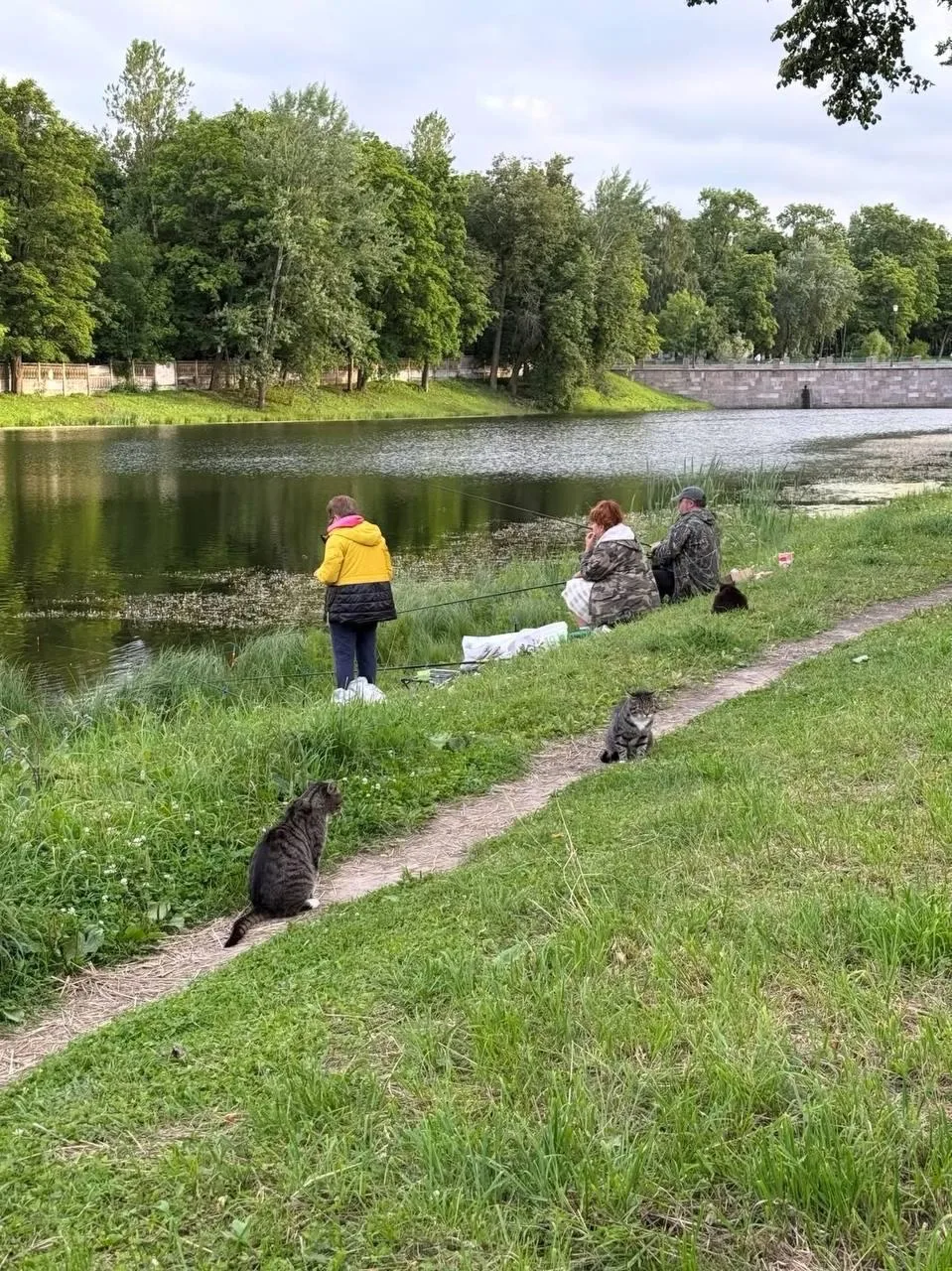 🐈‍⬛ В Царском Селе местные коты терпеливо дежурят у рыбаков в ожидании свежего улова
