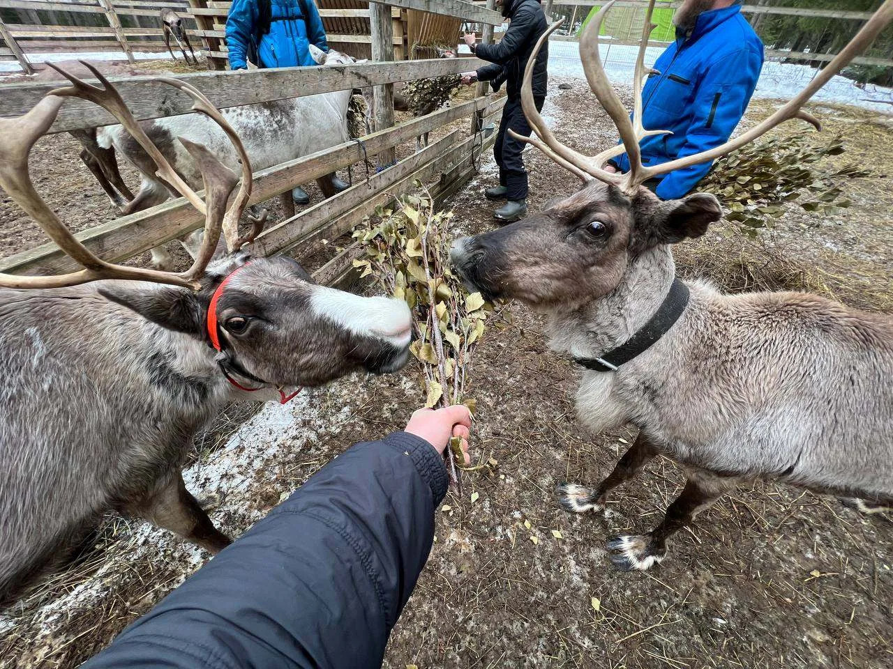 Выгуляли северных оленей, как домашних питомцев...  🦌 Колоссальный опыт общения с самыми настоящими 