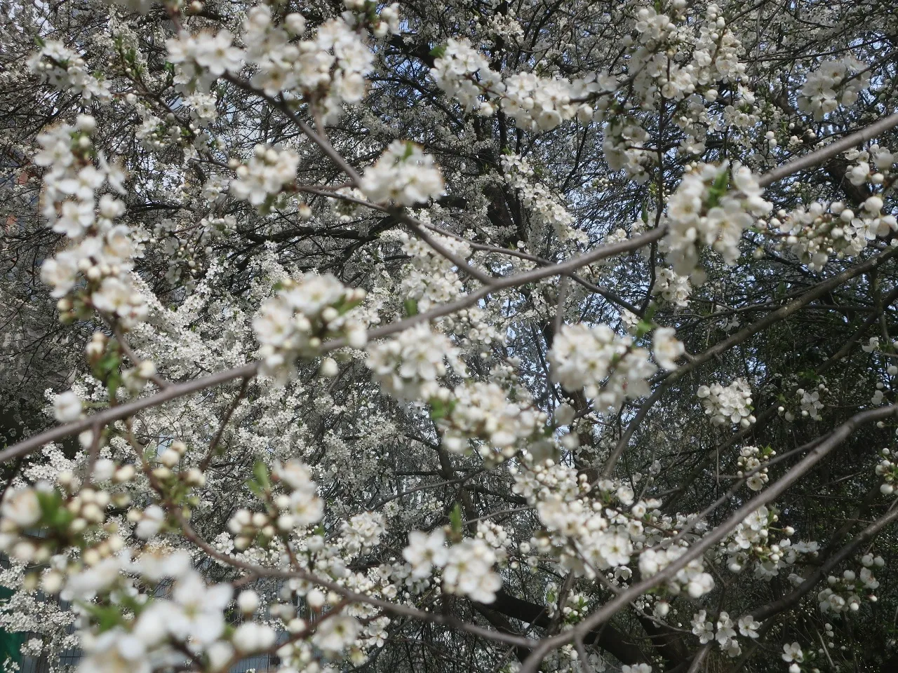 Цветущая алыча в Твери 🌸🌳  Фото с улицы Жигарева публикуют Натуральные новости.   📸: Вадим Рыбаков  