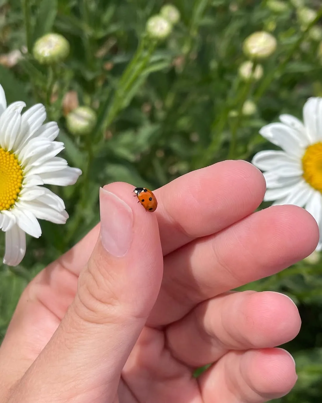 Лето в деревне 🌾🏡

Насладитесь вместе со мной этими яркими красками лета ☀️

Какой кадр нравится б