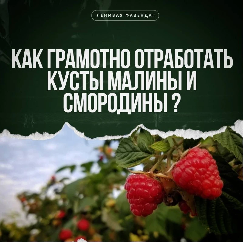 Как грамотно отработать кусты малины и смородины ?