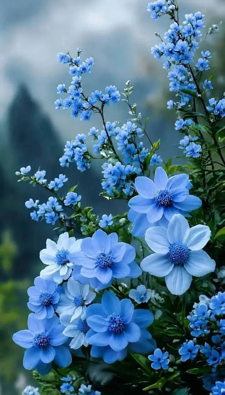 ──⊹⊱✠⊰❈⊱✠⊰⊹──⊹⊱✠⊰❈⊱✠⊰⊹──