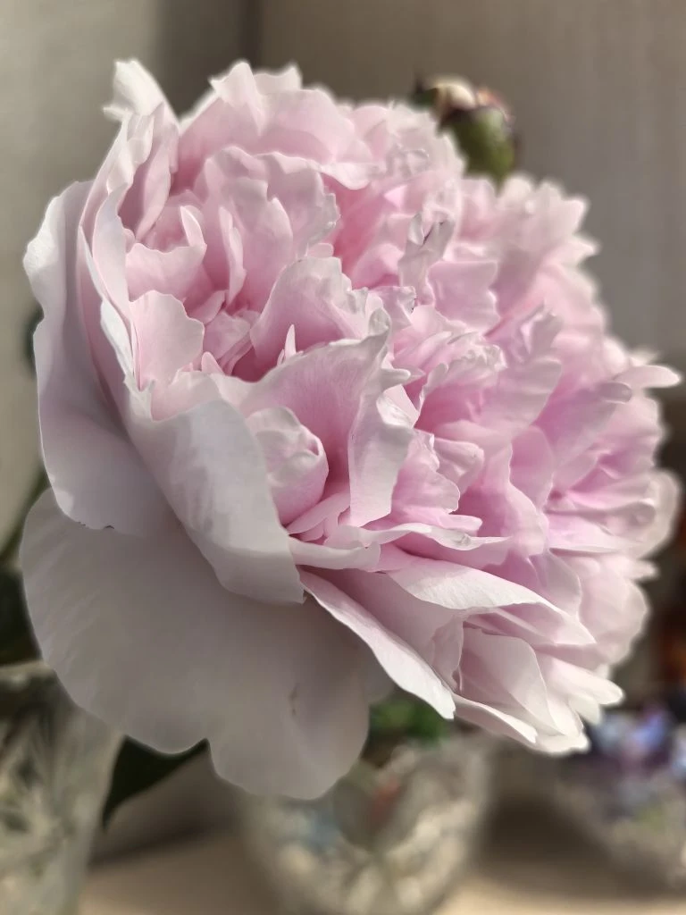 В школе цветут пионы