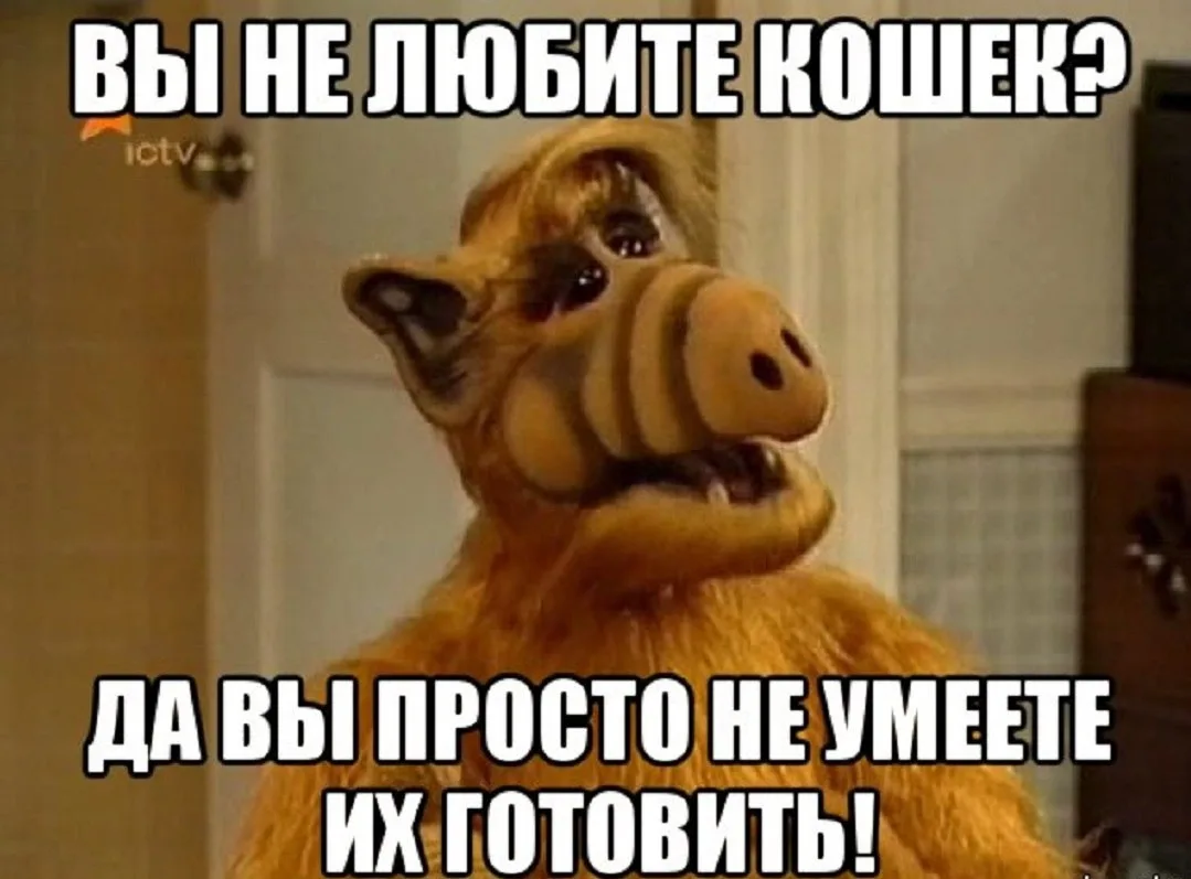 «Вы не любите кошек? Да вы просто не умеете их готовить!»: Банду воришек, крадущих кото...