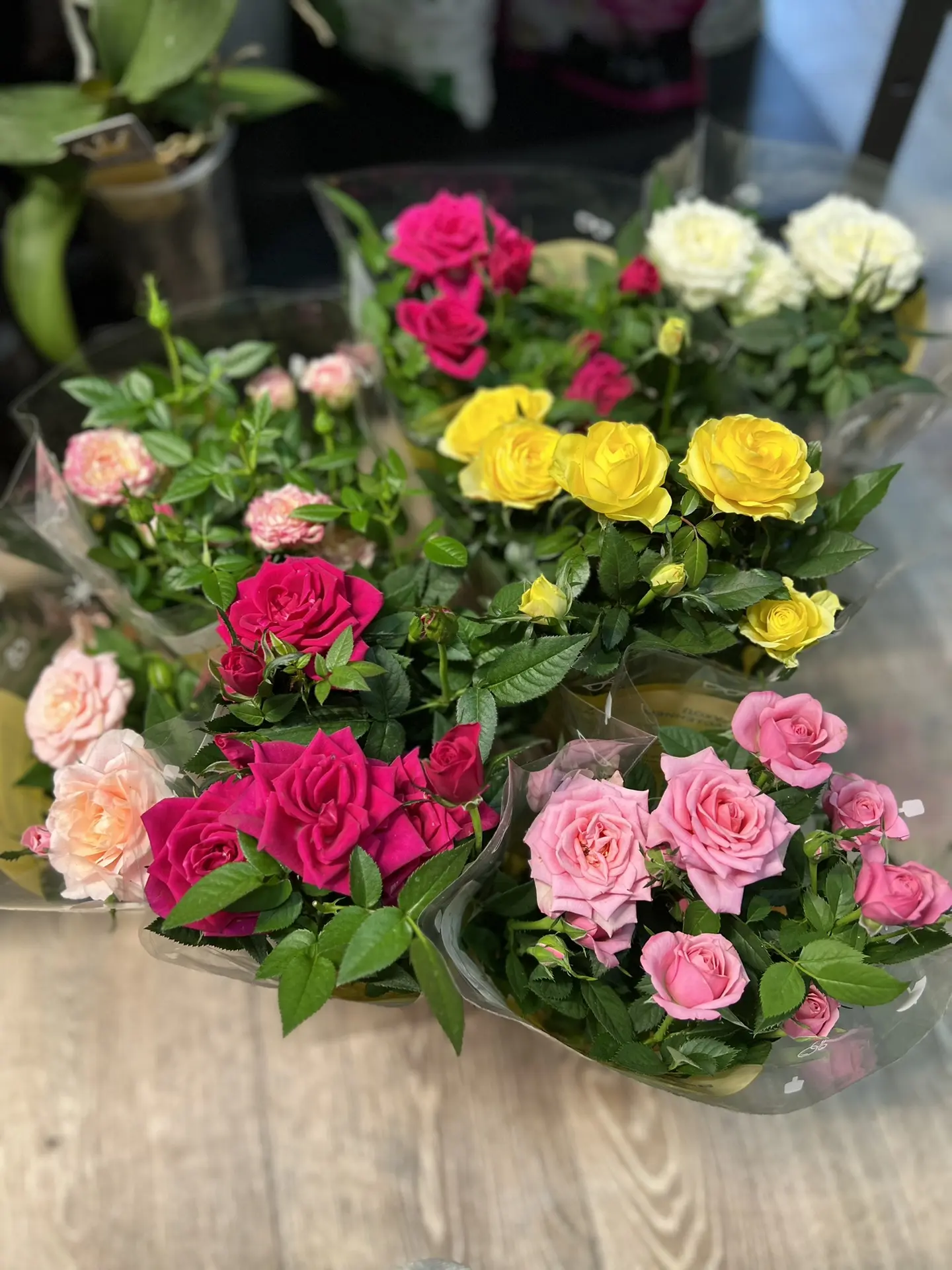 Горшечные розы Горкунов 
-450₽