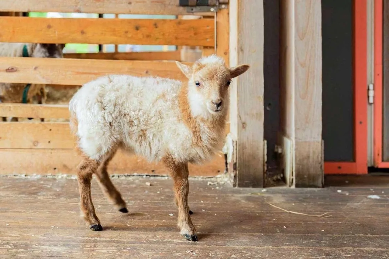 🐑 На «Городской ферме» ВДНХ родилась овечка редкой миниатюрной породы уэссан

🗳️ Юные москвичи мог