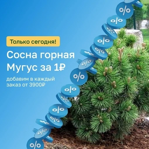 ⚡ ТОЛЬКО ОДИН ДЕНЬ!