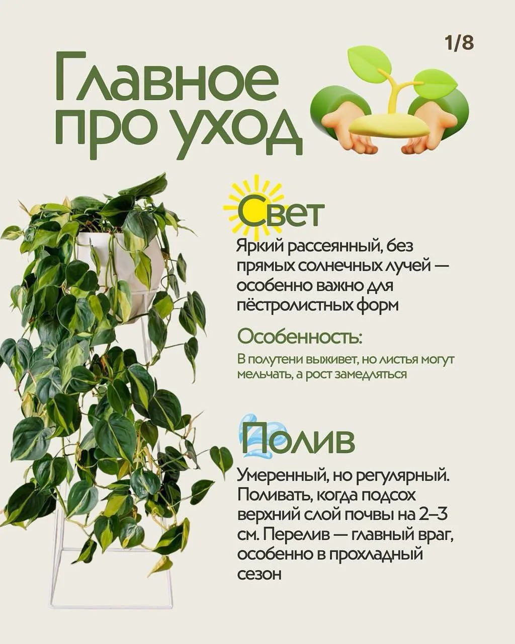 🍂Филодендрон — это настоящий зелёный аристократ