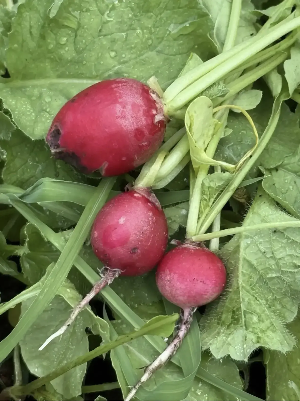 🌱 Урожай на пятёрку!
Ученики экокласса нашей школы собрали первый урожай в школьной теплице!
Ребята