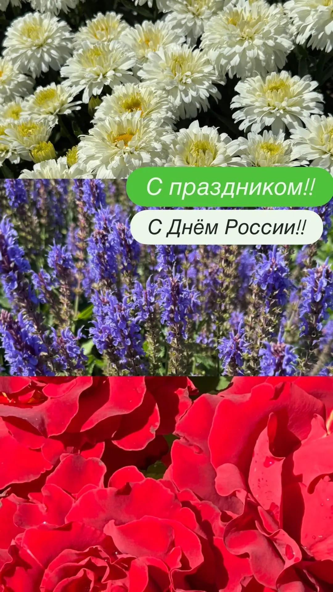 С Днём России!

В честь праздника скидки от 12 до 22%
На все растения 

Розы
Цветущие многолетники
Х