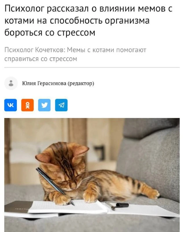 Мемы с котами лечат менталку — официальное исследование.