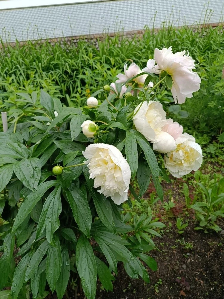 🌸 Пионы на клумбах: маленькое чудо в нашем саду.